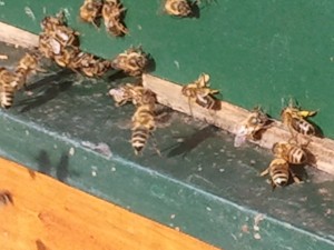 Bij met stuifmeel op vliegplank