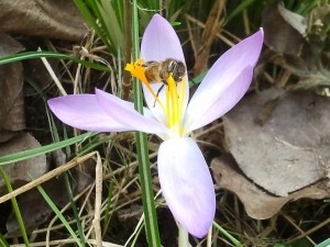 Bij op herfstijlloos